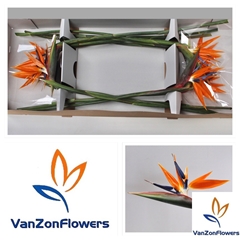Strelitzia Reginae Flower 80cm 20cm