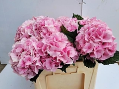 Hydrangea Royal Impressive 50cm 18-20cm Hd