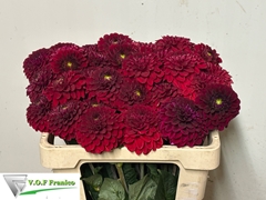 Dahlia Red Fox 50cm