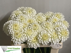 Dahlia Caro 50cm
