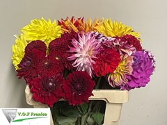 Dahlia Mix 50cm