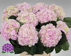 Hydrangea My Beautiful Matcha Classic 60cm 16-18cm Hd