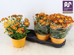 Bedding Plants Mix 19Ø 33cm