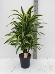 Dracaena Lemon Lime 27Ø 110cm