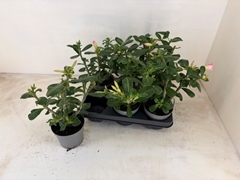 Adenium Obesum Pinkstar 13Ø 26cm