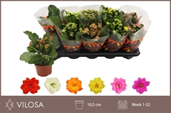 Kalanchoe Double Mix 10Ø 22cm