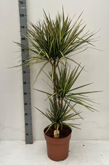 Dracaena Sunray 24Ø 115cm