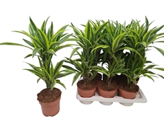 Dracaena Lemon Lime 17Ø 70cm