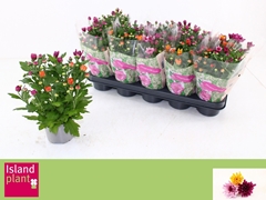 Chrysanth Mount Aubisque Mix 12Ø 26cm