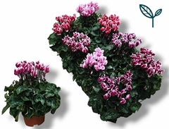 Cyclamen Super Serie Compact Fuji 10Ø 25cm