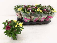 Chrysanth Mount Aubisque Mix 12Ø 27cm