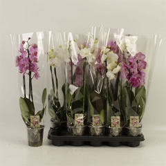 Phalaenopsis Mix 12Ø 60cm 3st