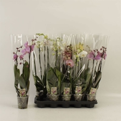 Phalaenopsis Mix 12Ø 60cm 3st