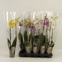 Phalaenopsis Mix 12Ø 70cm 2st