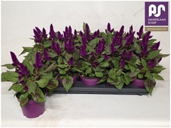 Celosia Deep Purple 12Ø 27cm