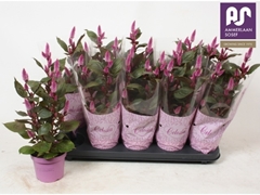 Celosia Merida Pink 12Ø 42cm