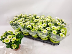 Chrysanth Splash Meadow 12Ø 23cm