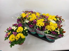 Chrysanth Mix 14Ø 30cm