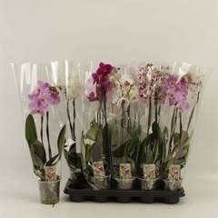 Phalaenopsis Mix 12Ø 60cm 2st