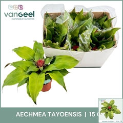 Aechmea Tayoensis 15Ø 40cm