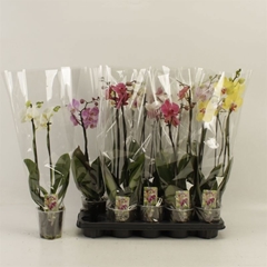 Phalaenopsis Mix 12Ø 60cm 2st