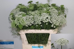 Ammi Visnaga Casablanca 75cm