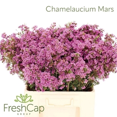 Chamelaucium Grand Jupiter 60cm 30gr.