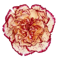 Dianthus Single Viana 70cm