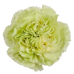 Dianthus Single Prado Mint 70cm