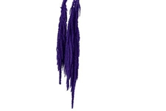 Amaranthus Purple Per Bunch 100cm