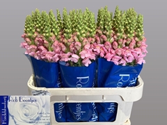 Antirrhinum Costa Silver 75cm