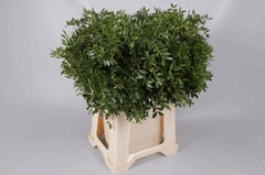 Pistacia Leaf 50cm