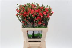 Dianthus Spray Fire Flame 65cm
