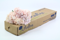 Hydrangea Light Pink 60cm 16cm Hd