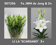 Lily La Scansano 65cm 3+