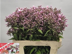 Phlox Bright Eyes 60cm