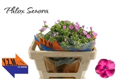 Phlox Senora 50cm