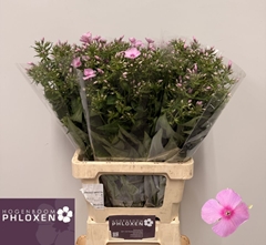 Phlox Sweet Lexy 60cm