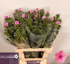 Phlox Kiki 70cm