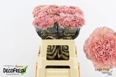 Dianthus Single Lege 60cm