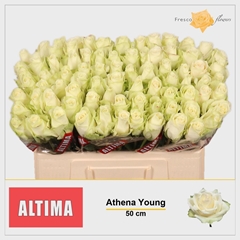 Rosa Athena 50cm