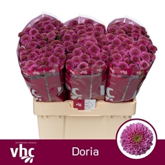 Chrysanth Santini Doria 55cm 40gr.