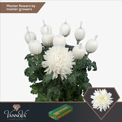 Chrysanth Single Antonov 75cm 100gr.
