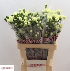 Dianthus Spray Parsley+ 65cm