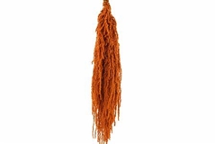 Amaranthus Caudatus Cognac 70cm