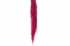 Amaranthus Caudatus Cerise Per Bunch 70cm