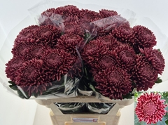 Chrysanth Single Bigoudi Red 75cm 115gr.