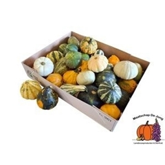 Cucurbita Pepo Maya Mix 7cm