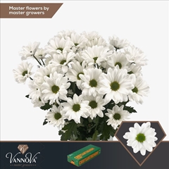 Chrysanth Spray Chic 70cm 90gr.