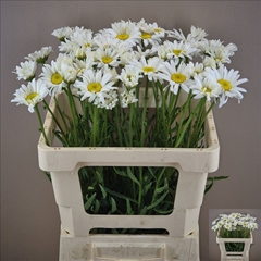 Leucanthemum Maikönigin 55cm